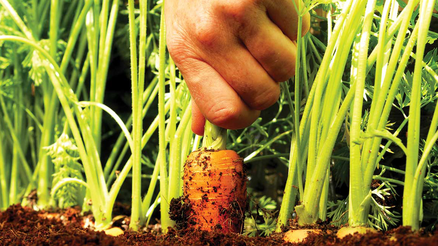 Carrot being pulled up from ground